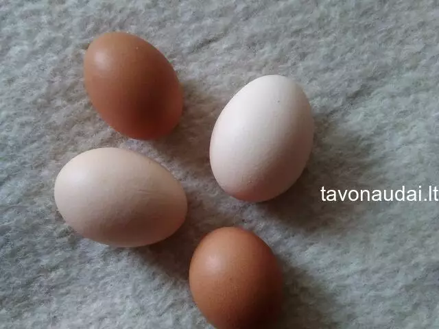 Kiaušiniai - 1